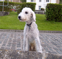 Discover more WKD dog training guides, news & blogs